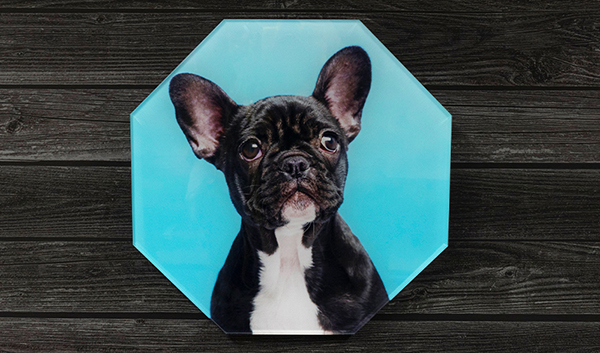 octagonal acrylic panel example, small dog with bright blue background